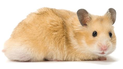 hamster p